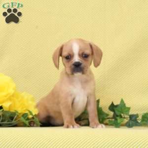 BJ, Boston Terrier Mix Puppy